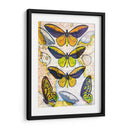 Mapa De Mariposa I - John Butler | Cuadro decorativo de Canvas Lab