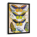 Mapa De Mariposa I - John Butler | Cuadro decorativo de Canvas Lab