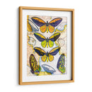 Mapa De Mariposa I - John Butler | Cuadro decorativo de Canvas Lab