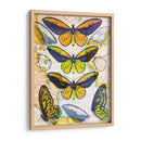 Mapa De Mariposa I - John Butler | Cuadro decorativo de Canvas Lab