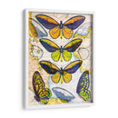 Mapa De Mariposa I - John Butler | Cuadro decorativo de Canvas Lab