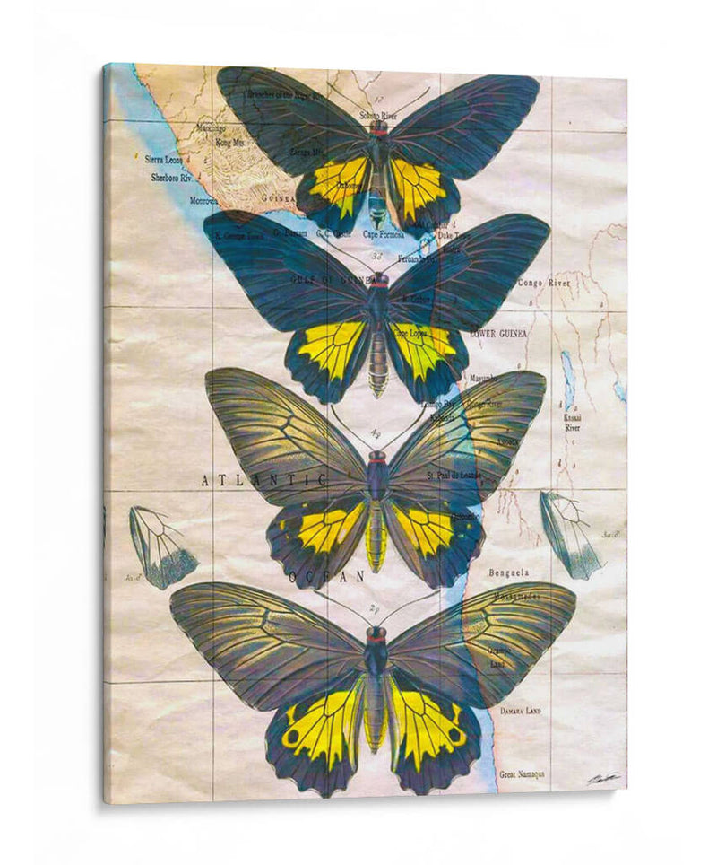 Mapa De Mariposa Ii - John Butler | Cuadro decorativo de Canvas Lab