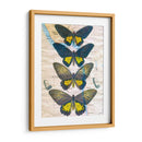 Mapa De Mariposa Ii - John Butler | Cuadro decorativo de Canvas Lab