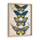 Mapa De Mariposa Ii - John Butler | Cuadro decorativo de Canvas Lab