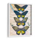 Mapa De Mariposa Ii - John Butler | Cuadro decorativo de Canvas Lab