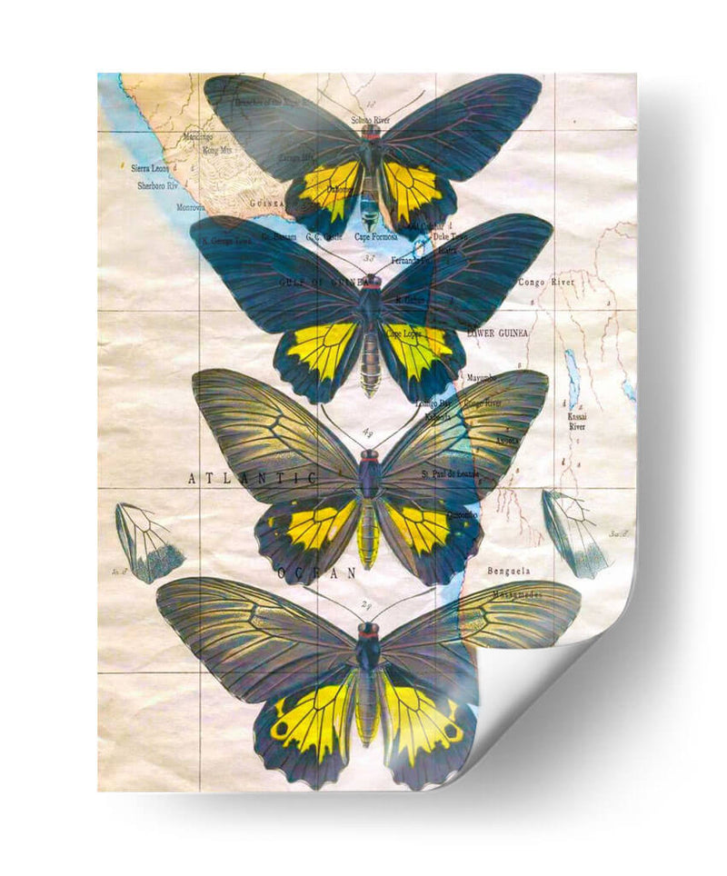 Mapa De Mariposa Ii - John Butler | Cuadro decorativo de Canvas Lab