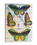 Mapa De Mariposa Iii - John Butler | Cuadro decorativo de Canvas Lab