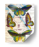 Mapa De Mariposa Iii - John Butler | Cuadro decorativo de Canvas Lab