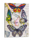 Mapa De Mariposa Iv - John Butler | Cuadro decorativo de Canvas Lab