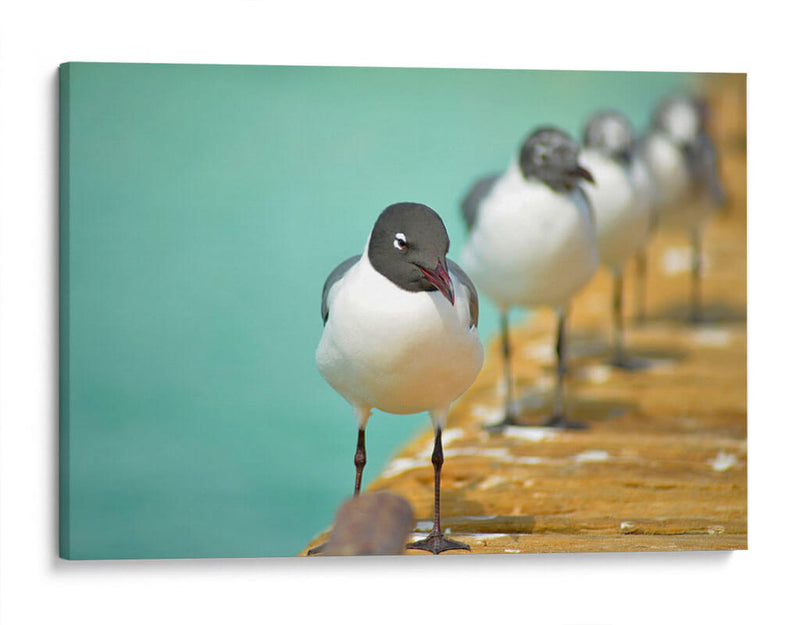 Fila de gaviotas | Cuadro decorativo de Canvas Lab