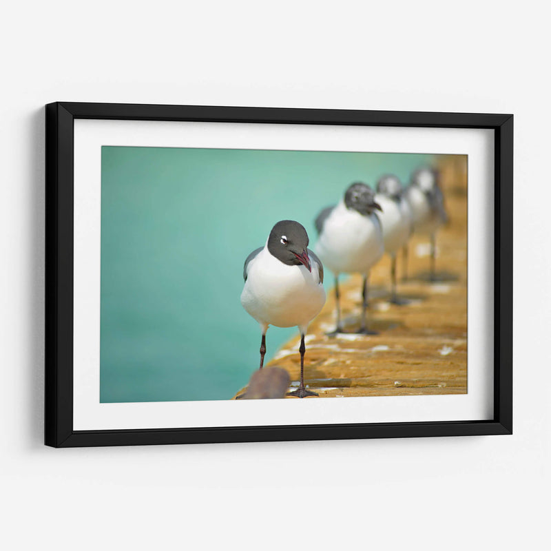 Fila de gaviotas | Cuadro decorativo de Canvas Lab