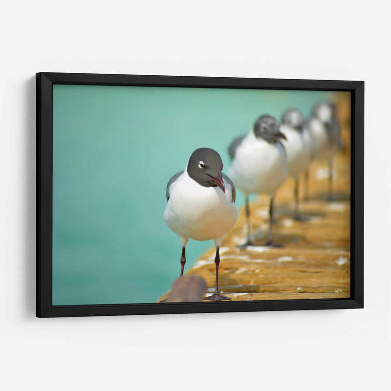 Fila de gaviotas | Cuadro decorativo de Canvas Lab