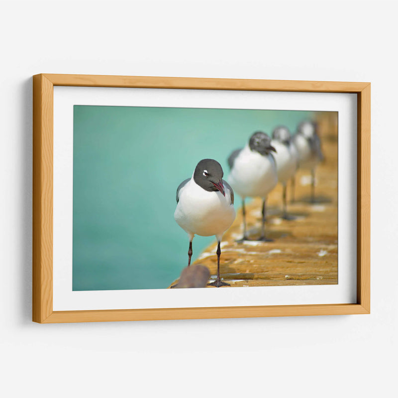 Fila de gaviotas | Cuadro decorativo de Canvas Lab