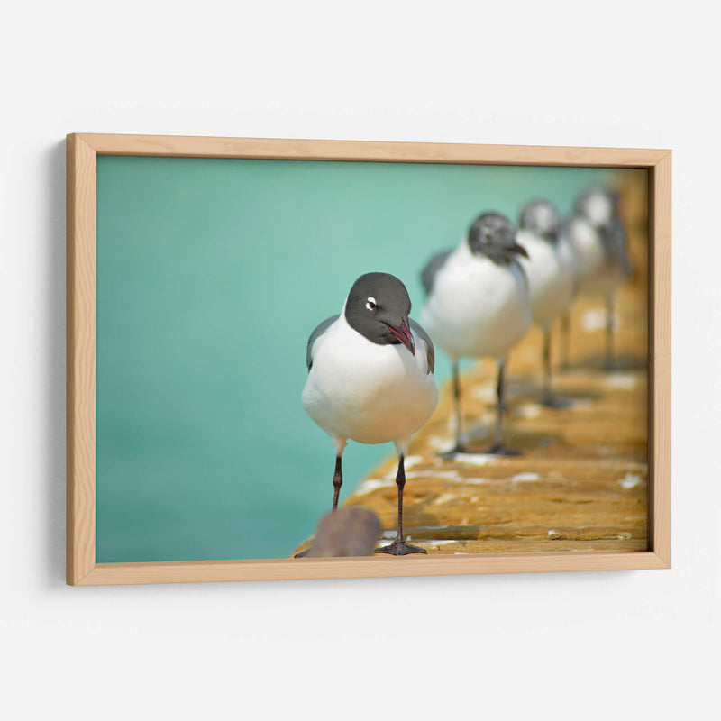 Fila de gaviotas | Cuadro decorativo de Canvas Lab