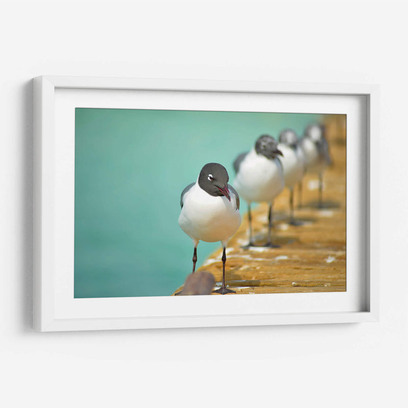 Fila de gaviotas | Cuadro decorativo de Canvas Lab