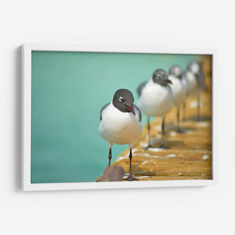 Fila de gaviotas | Cuadro decorativo de Canvas Lab