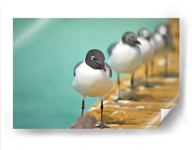 Fila de gaviotas | Cuadro decorativo de Canvas Lab