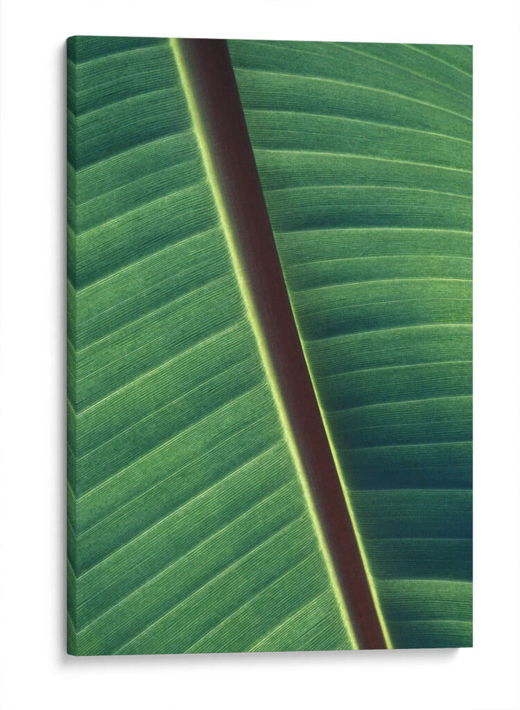 Diagonal de una hoja | Cuadro decorativo de Canvas Lab