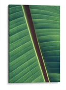 Diagonal de una hoja | Cuadro decorativo de Canvas Lab