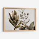 Echeveria terciopelo | Cuadro decorativo de Canvas Lab