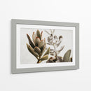 Echeveria terciopelo | Cuadro decorativo de Canvas Lab