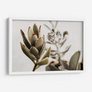 Echeveria terciopelo | Cuadro decorativo de Canvas Lab