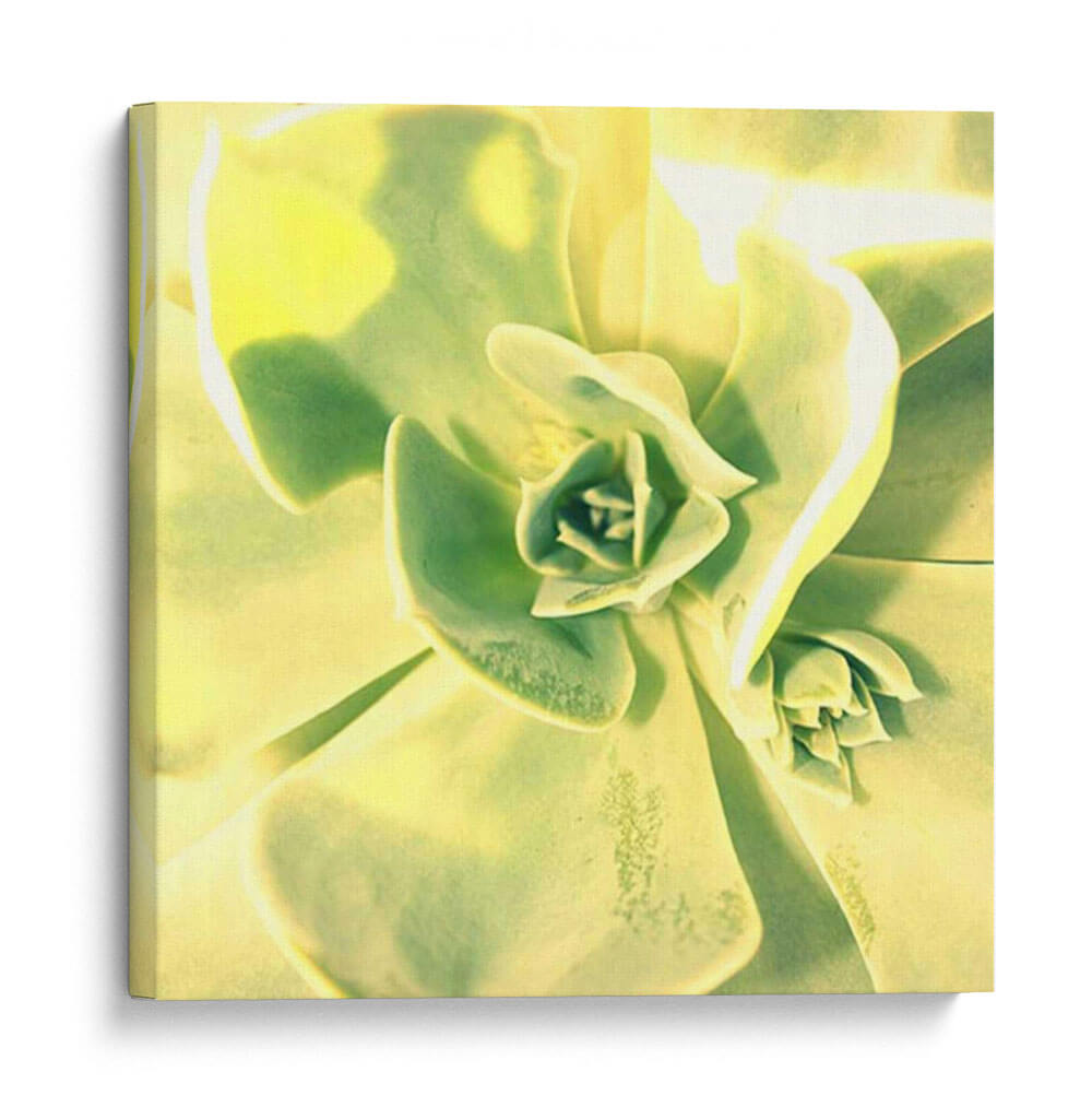 Suculento Yo - Lillian Bell | Cuadro decorativo de Canvas Lab
