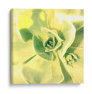 Suculento Yo - Lillian Bell | Cuadro decorativo de Canvas Lab