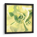 Suculento Yo - Lillian Bell | Cuadro decorativo de Canvas Lab