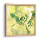 Suculento Yo - Lillian Bell | Cuadro decorativo de Canvas Lab