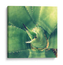 Suculento Ii - Lillian Bell | Cuadro decorativo de Canvas Lab