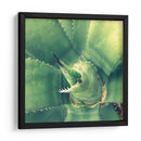 Suculento Ii - Lillian Bell | Cuadro decorativo de Canvas Lab
