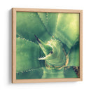 Suculento Ii - Lillian Bell | Cuadro decorativo de Canvas Lab