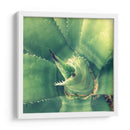 Suculento Ii - Lillian Bell | Cuadro decorativo de Canvas Lab