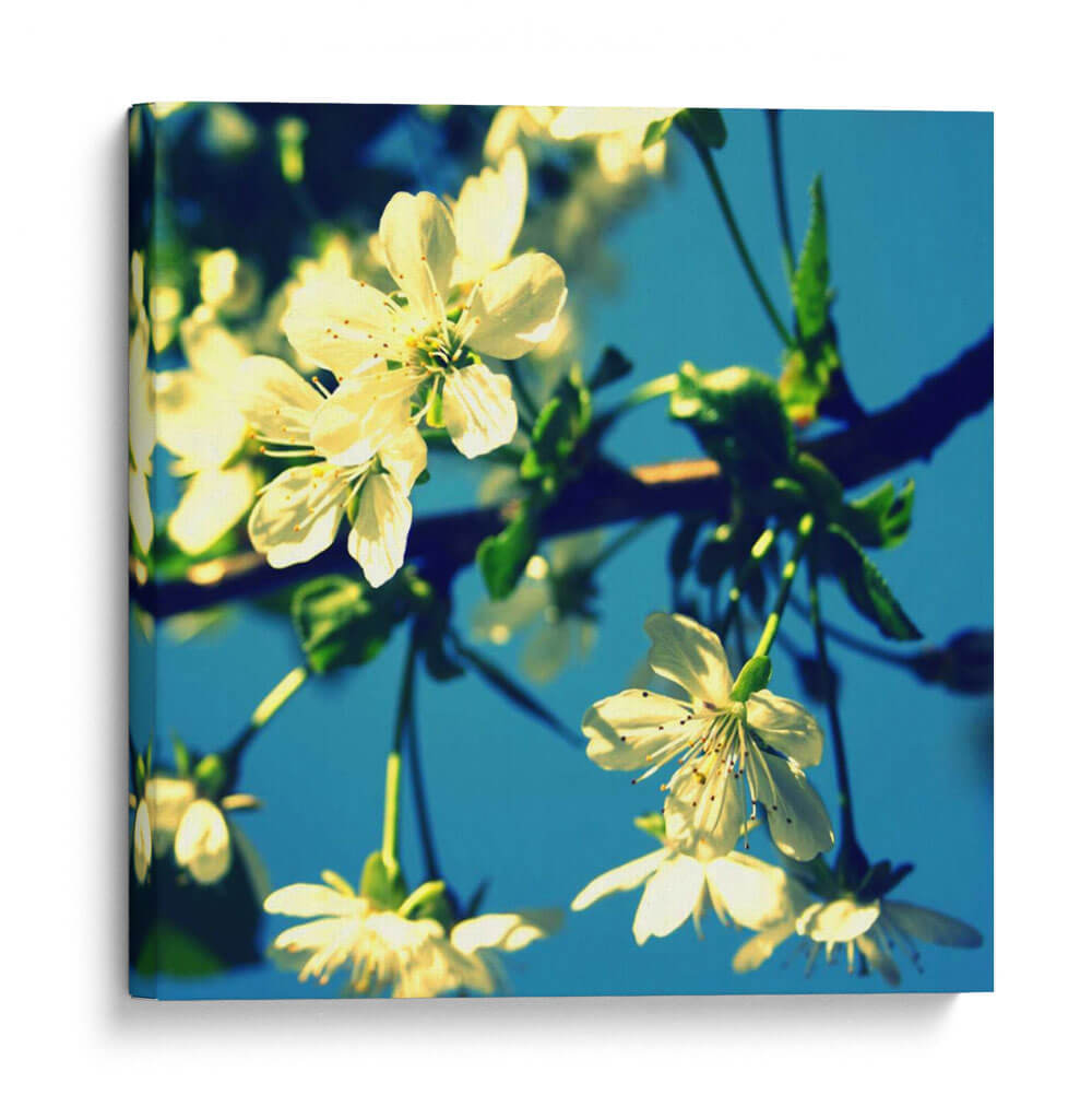Flor De Verano Ii - Lillian Bell | Cuadro decorativo de Canvas Lab