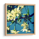Flor De Verano Ii - Lillian Bell | Cuadro decorativo de Canvas Lab