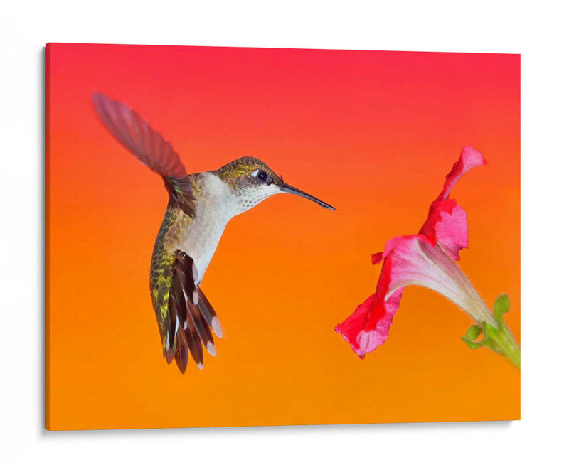 La Flor De La Flor I - Leda Robertson | Cuadro decorativo de Canvas Lab