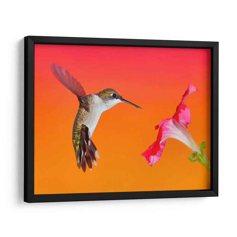 La Flor De La Flor I - Leda Robertson | Cuadro decorativo de Canvas Lab