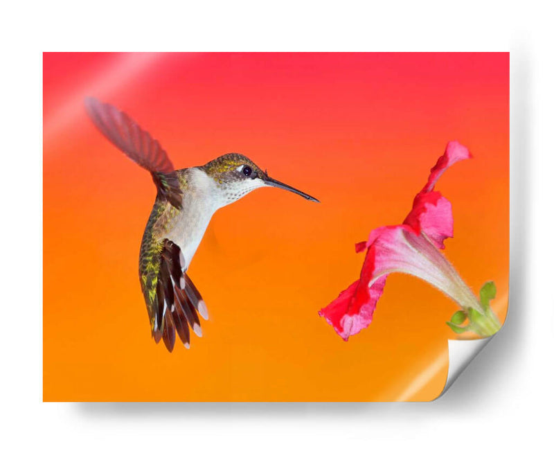 La Flor De La Flor I - Leda Robertson | Cuadro decorativo de Canvas Lab