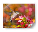 El Baile De Flores Ix - Leda Robertson | Cuadro decorativo de Canvas Lab