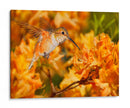 La Flor Danza X - Leda Robertson | Cuadro decorativo de Canvas Lab