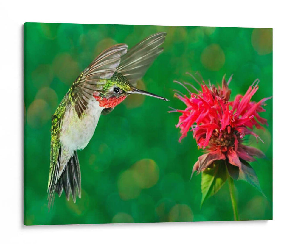 La Flor Danza Xii - Leda Robertson | Cuadro decorativo de Canvas Lab