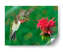 La Flor Danza Xii - Leda Robertson | Cuadro decorativo de Canvas Lab