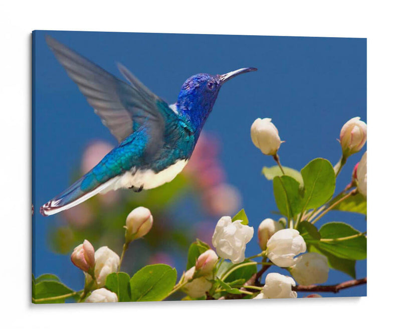 La Flor Danza Xiv - Leda Robertson | Cuadro decorativo de Canvas Lab