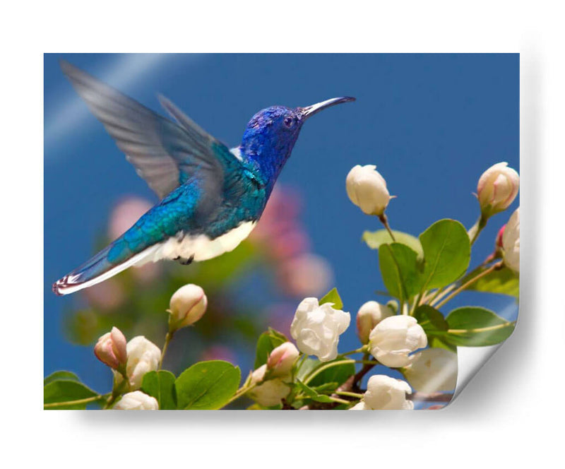 La Flor Danza Xiv - Leda Robertson | Cuadro decorativo de Canvas Lab