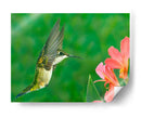 La Flor Dance Xv - Leda Robertson | Cuadro decorativo de Canvas Lab