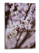 Florecer así | Cuadro decorativo de Canvas Lab