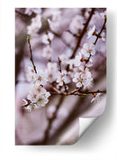 Florecer así | Cuadro decorativo de Canvas Lab