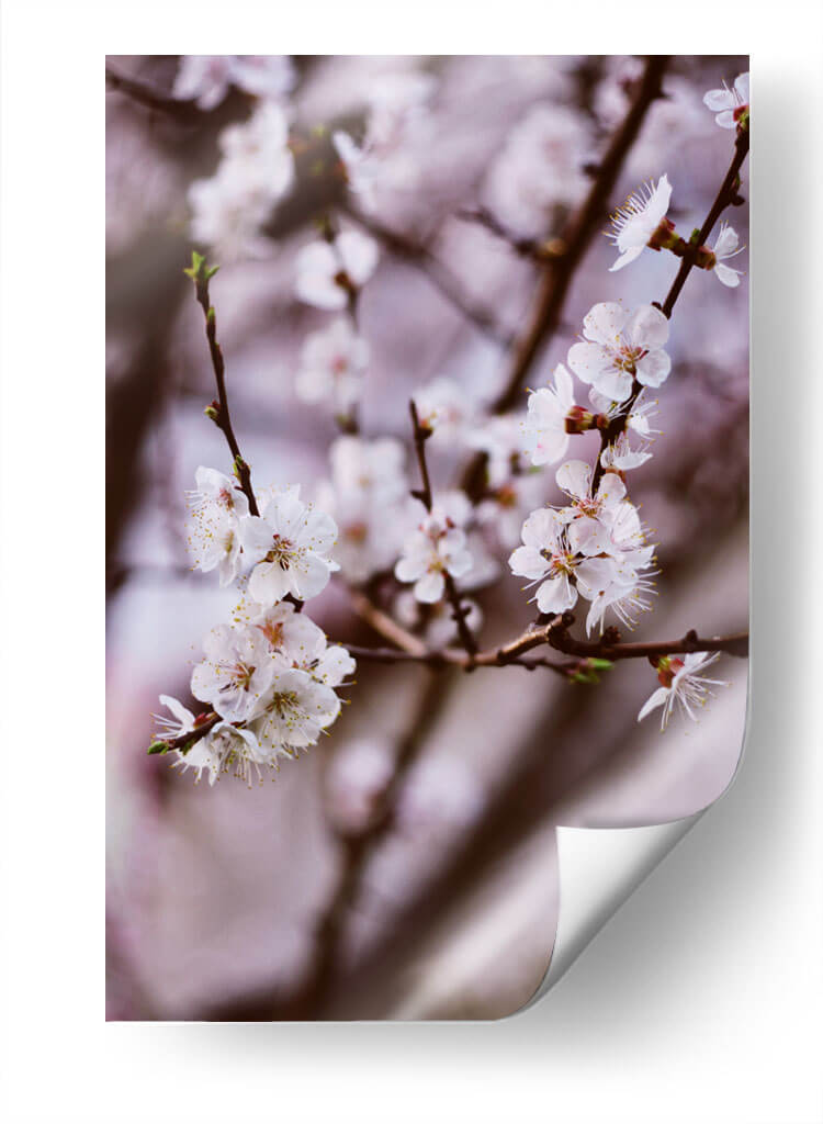 Florecer así | Cuadro decorativo de Canvas Lab