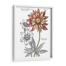 Tintado Floral Iii - Basilius Besler | Cuadro decorativo de Canvas Lab